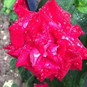 Meet your Posher, Evelyn